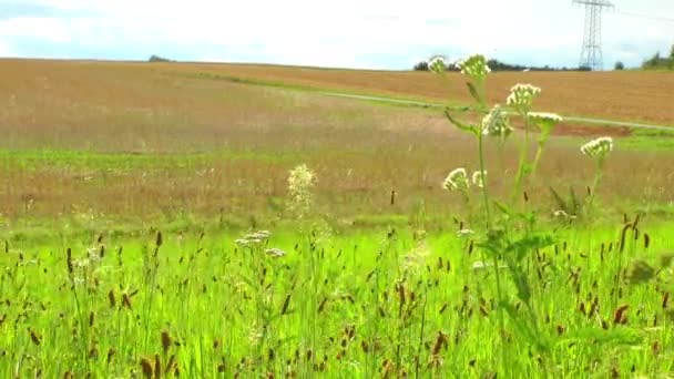 Bauernwagen auf Feld und Natur — Stockvideo