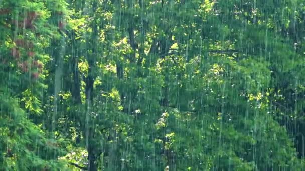 Lluvia y planta — Vídeos de Stock