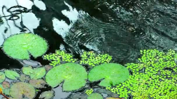 Feuilles sur le lac — Video