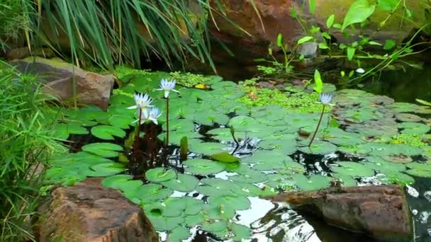 호수에 백합 꽃 — 비디오