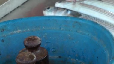 balık stok