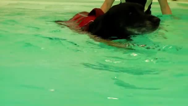 Perro está nadando en la piscina — Vídeos de Stock