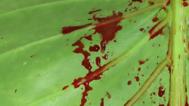 Sangue sulla foglia verde — Video Stock