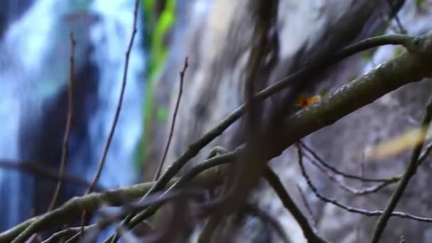 Trockener Baum und Wasserfall — Stockvideo