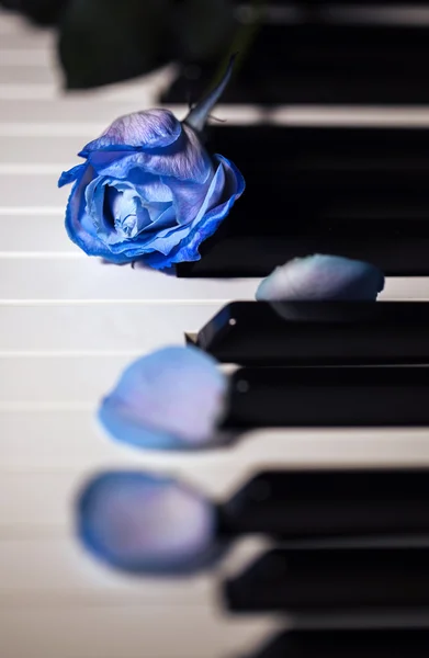 Rosa azul en las teclas de piano — Foto de Stock