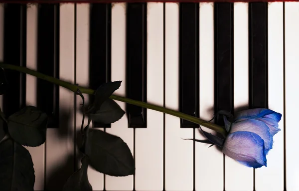 Rosa azul en las teclas de piano — Foto de Stock