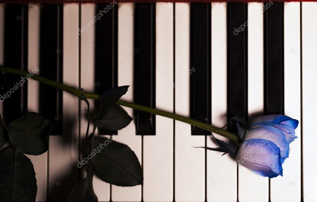 Blue Rose on Piano Keys