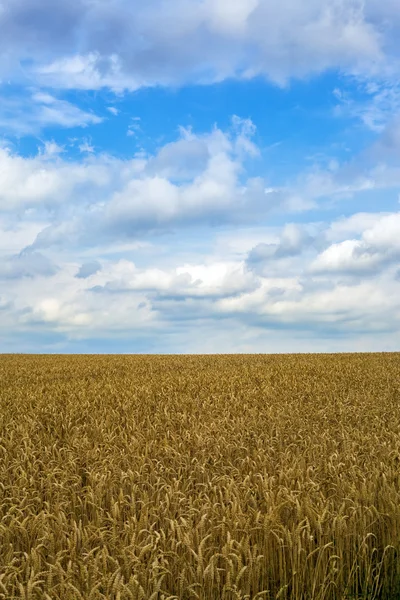 Campo de espiga —  Fotos de Stock