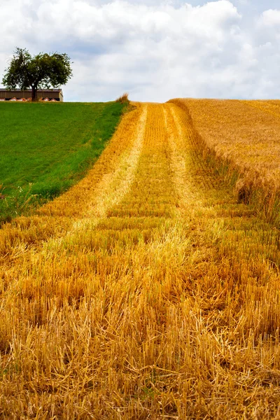 Spike Field — Stock Photo, Image