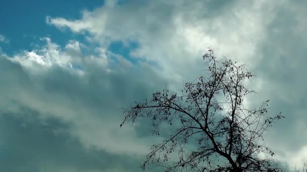 Árvore seca e nuvens Time Lapse — Vídeo de Stock
