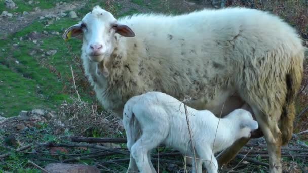 Mãe e bebê ovelhas — Vídeo de Stock