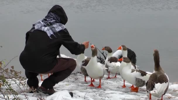 Memberi makan angsa dekat danau di musim dingin — Stok Video