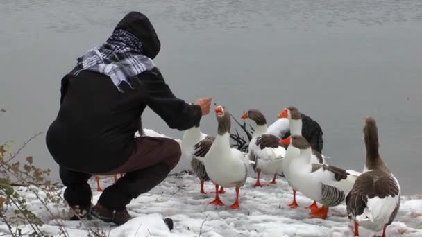 Nutrire l'oca vicino al lago in inverno — Video Stock