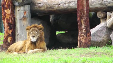 Aslanlar Hayvanat Bahçesi