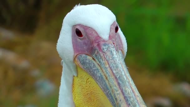 Pelicano — Vídeo de Stock
