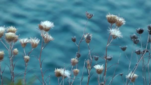 Pflanzen und verschwommenes Meerwasser — Stockvideo