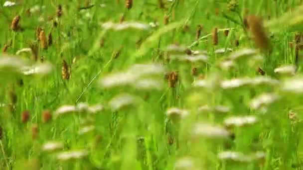 Zelené rostliny v přírodě — Stock video