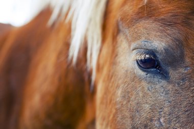 at göz yakın çekim