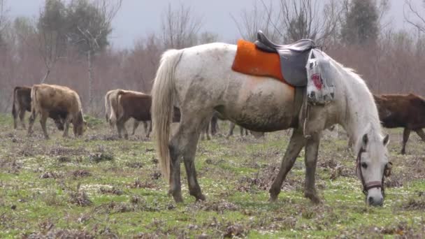 Cheval et vaches 