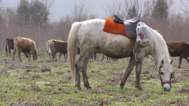 Caballo y vacas — Vídeos de Stock