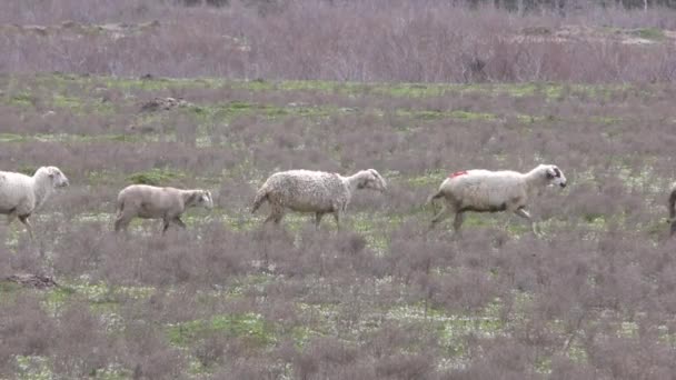 Ovejas en la naturaleza — Vídeo de stock