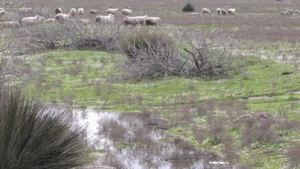 Овцы в природе — стоковое видео