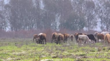 İnekler doğa alanı