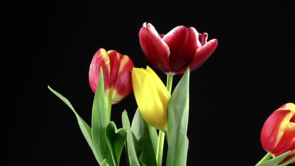 Tulpen op zwarte achtergrond — Stockvideo