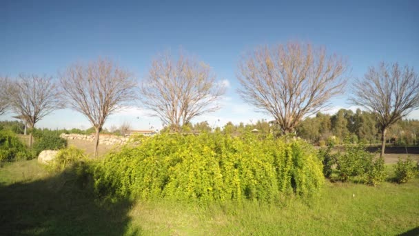 Uccelli che volano in natura — Video Stock