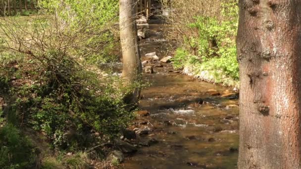 Waterfall Creek w przyrodzie — Wideo stockowe