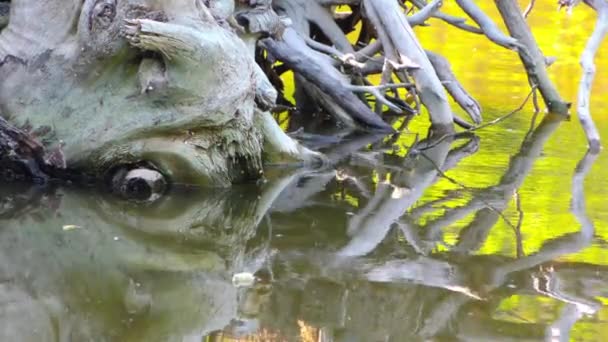 Árbol muerto de madera seca en el lago verde — Vídeos de Stock