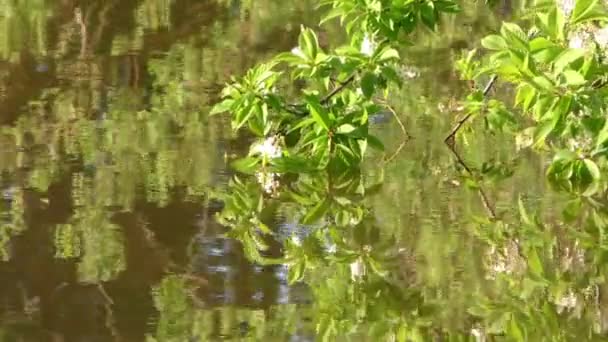 Listy a květy na zelené jezero — Stock video