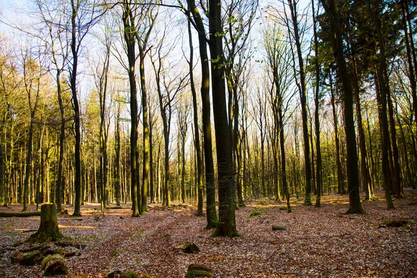 森と木 — ストック写真