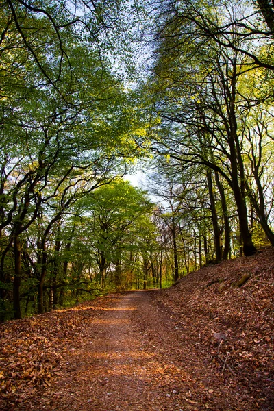 Forest and Trees on Road — Stock Photo, Image