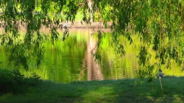 Lago Verde e Pombas na Natureza — Vídeo de Stock