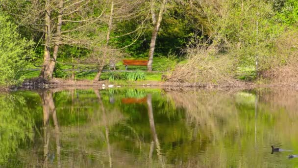 Lago Verde e Natureza no Parque — Vídeo de Stock