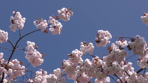 Цветы на дереве — стоковое видео