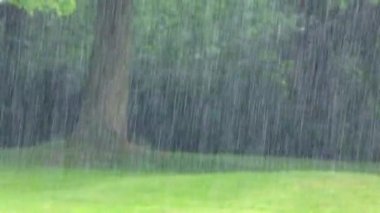 Yağmur altında Nature