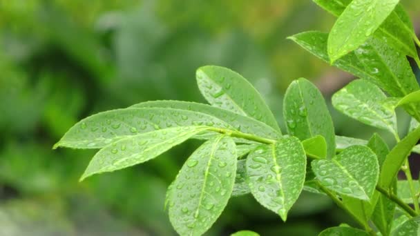 Дождь на зеленые листья растений — стоковое видео