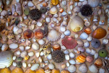 Ölü kurutulmuş balıklar ve deniz kabuklarını