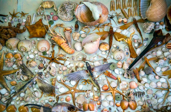 Ölü kurutulmuş balıklar ve deniz kabuklarını — Stok fotoğraf