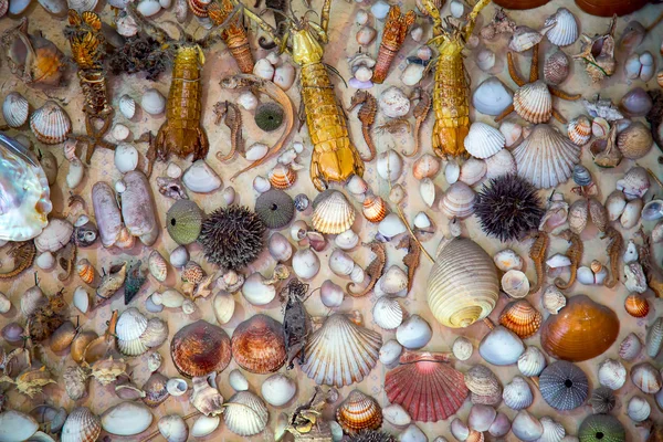 Ölü kurutulmuş balıklar ve deniz kabuklarını — Stok fotoğraf
