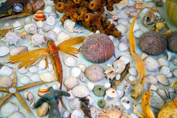 Peixes secos mortos e conchas marinhas — Fotografia de Stock