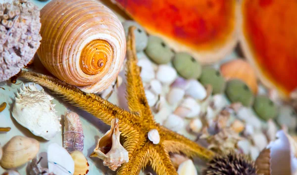 Peixes secos mortos e conchas marinhas — Fotografia de Stock