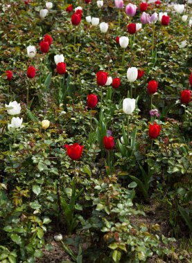 Lale bahar Flora doğal kavram güzel renkli buket