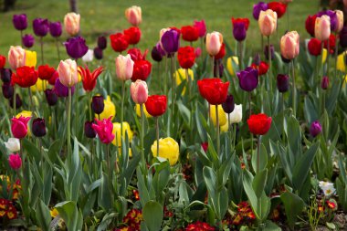 Lale bahar Flora doğal kavram güzel renkli buket