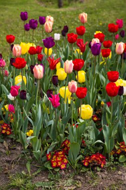 Lale bahar Flora doğal kavram güzel renkli buket