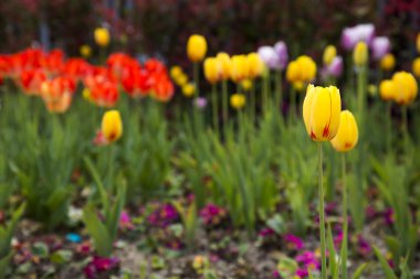 Lale bahar Flora doğal kavram güzel renkli buket