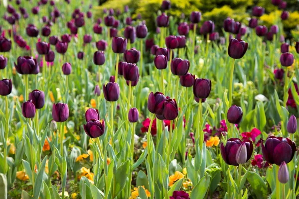 Schöner bunter Strauß Tulpen im Frühling Flora natürliches Konzept — Stockfoto