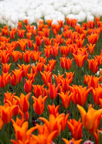 Belo buquê colorido de tulipas na primavera Flora Natural Concept — Fotografia de Stock